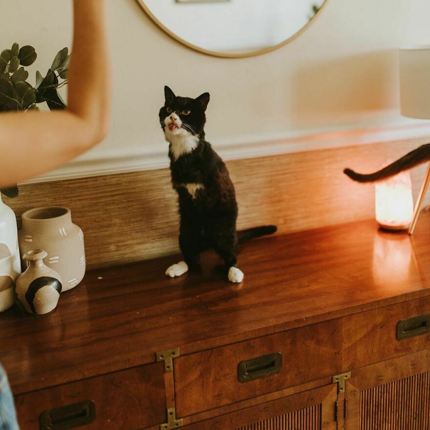 Cat Owner Sets Up An Instagram Account For Her Two-Legged Cat And Shares Her Cat's Inspiring Rehabilitation Story Cat Owner Sets Up An Instagram Account For Her Two-Legged Cat And Shares Her Cat's Inspiring Rehabilitation Story