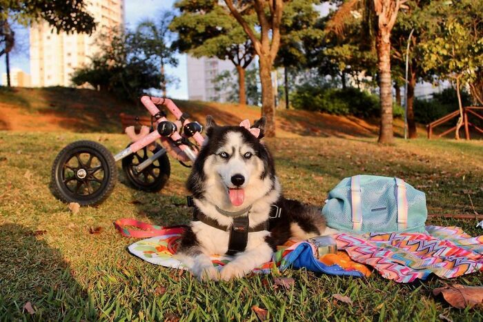 Owners Exploited This Husky Until She Could No Longer Walk And Produce Puppies - This Woman Gave Her A Second Chance In Life Owners Exploited This Husky Until She Could No Longer Walk And Produce Puppies - This Woman Gave Her A Second Chance In Life