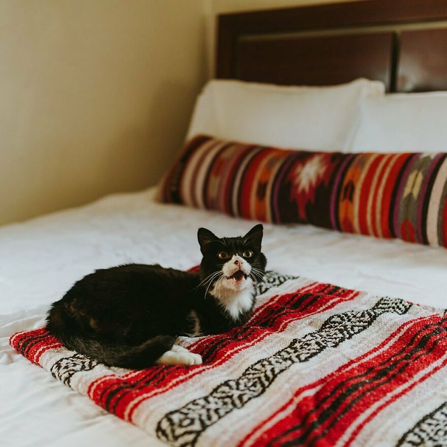 Cat Owner Sets Up An Instagram Account For Her Two-Legged Cat And Shares Her Cat's Inspiring Rehabilitation Story Cat Owner Sets Up An Instagram Account For Her Two-Legged Cat And Shares Her Cat's Inspiring Rehabilitation Story