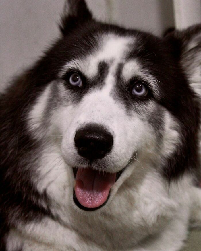 Owners Exploited This Husky Until She Could No Longer Walk And Produce Puppies - This Woman Gave Her A Second Chance In Life Owners Exploited This Husky Until She Could No Longer Walk And Produce Puppies - This Woman Gave Her A Second Chance In Life