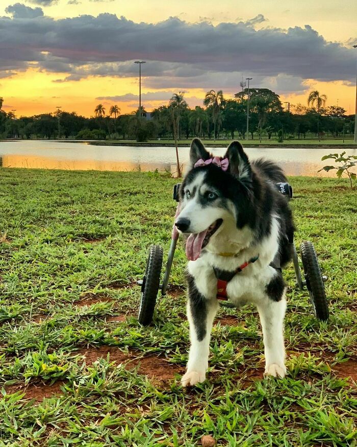Owners Exploited This Husky Until She Could No Longer Walk And Produce Puppies - This Woman Gave Her A Second Chance In Life Owners Exploited This Husky Until She Could No Longer Walk And Produce Puppies - This Woman Gave Her A Second Chance In Life