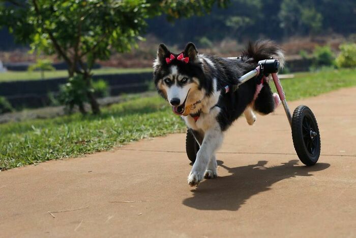 Owners Exploited This Husky Until She Could No Longer Walk And Produce Puppies - This Woman Gave Her A Second Chance In Life Owners Exploited This Husky Until She Could No Longer Walk And Produce Puppies - This Woman Gave Her A Second Chance In Life