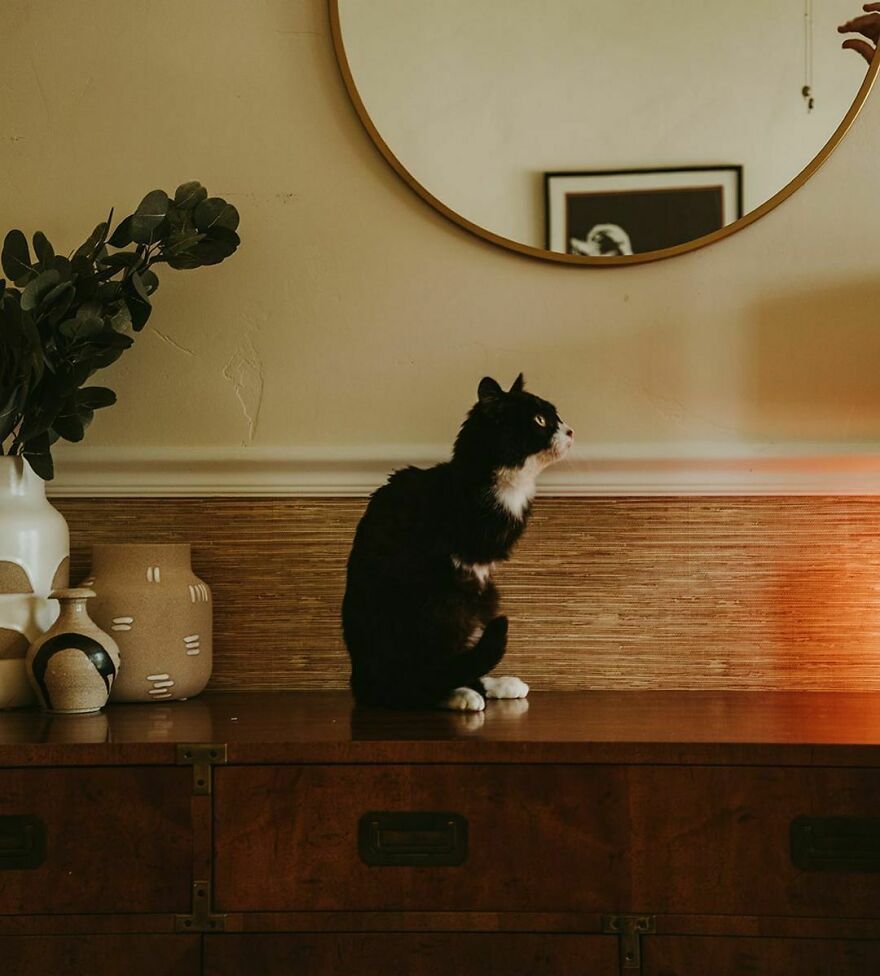 Cat Owner Sets Up An Instagram Account For Her Two-Legged Cat And Shares Her Cat's Inspiring Rehabilitation Story Cat Owner Sets Up An Instagram Account For Her Two-Legged Cat And Shares Her Cat's Inspiring Rehabilitation Story