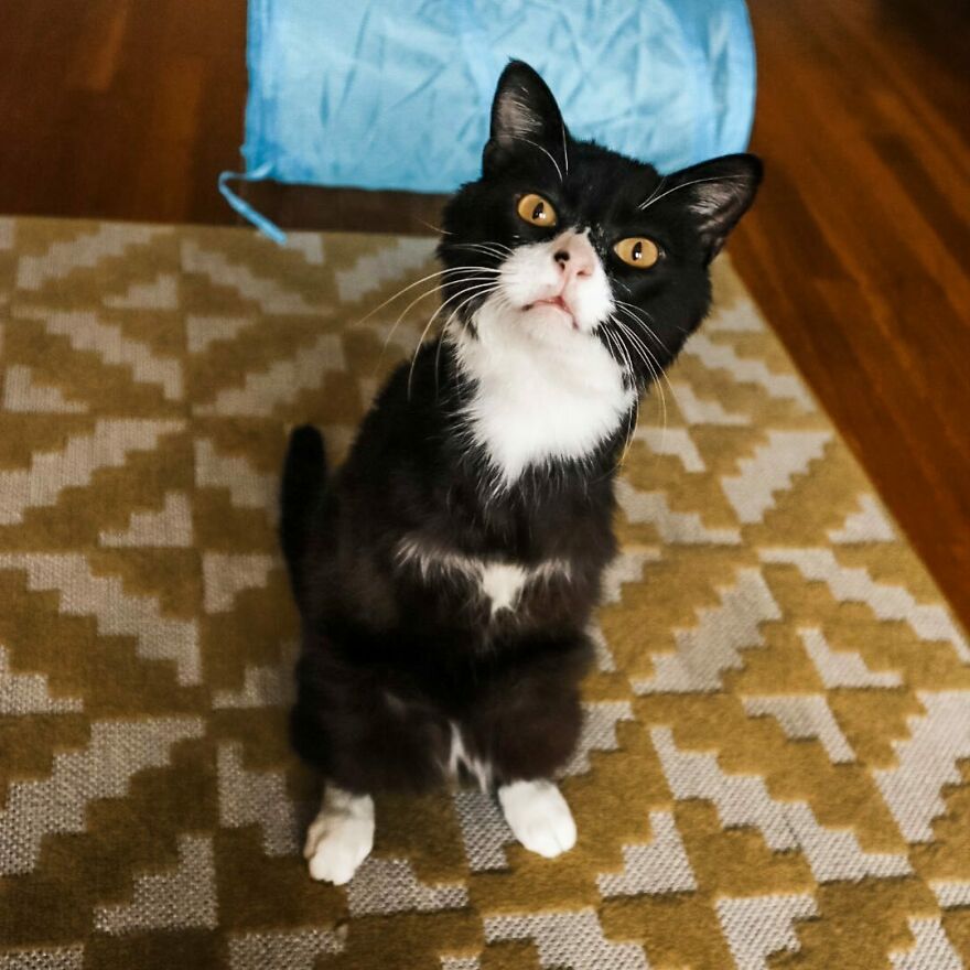 Cat Owner Sets Up An Instagram Account For Her Two-Legged Cat And Shares Her Cat's Inspiring Rehabilitation Story Cat Owner Sets Up An Instagram Account For Her Two-Legged Cat And Shares Her Cat's Inspiring Rehabilitation Story