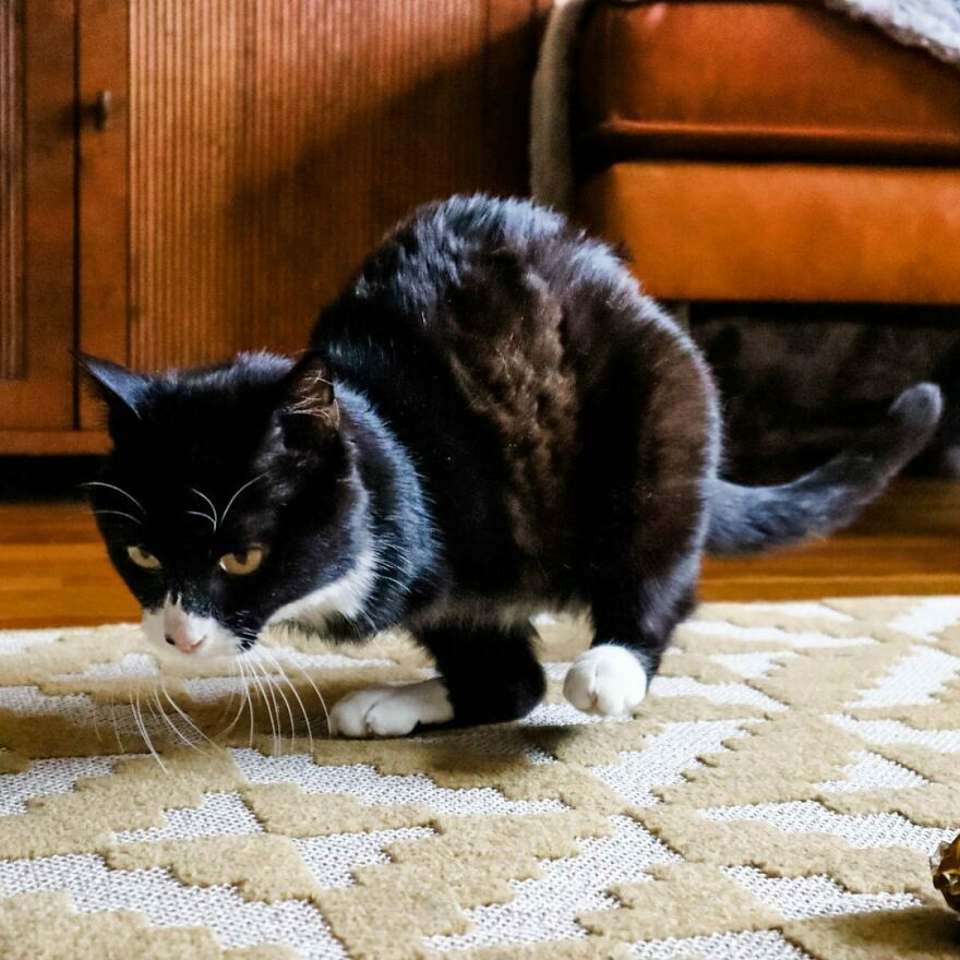 Cat Owner Sets Up An Instagram Account For Her Two-Legged Cat And Shares Her Cat's Inspiring Rehabilitation Story Cat Owner Sets Up An Instagram Account For Her Two-Legged Cat And Shares Her Cat's Inspiring Rehabilitation Story