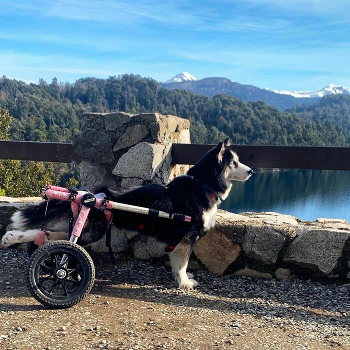 Owners Exploited This Husky Until She Could No Longer Walk And Produce Puppies - This Woman Gave Her A Second Chance In Life