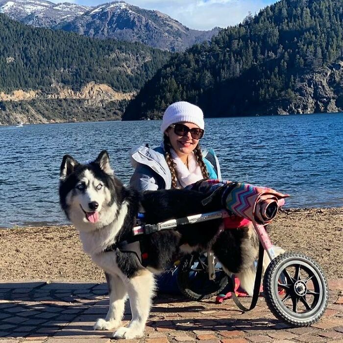 Owners Exploited This Husky Until She Could No Longer Walk And Produce Puppies - This Woman Gave Her A Second Chance In Life