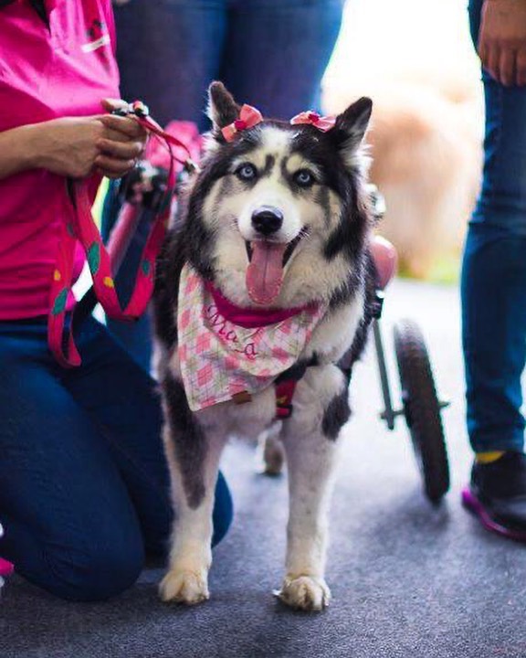 Owners Exploited This Husky Until She Could No Longer Walk And Produce Puppies - This Woman Gave Her A Second Chance In Life Owners Exploited This Husky Until She Could No Longer Walk And Produce Puppies - This Woman Gave Her A Second Chance In Life
