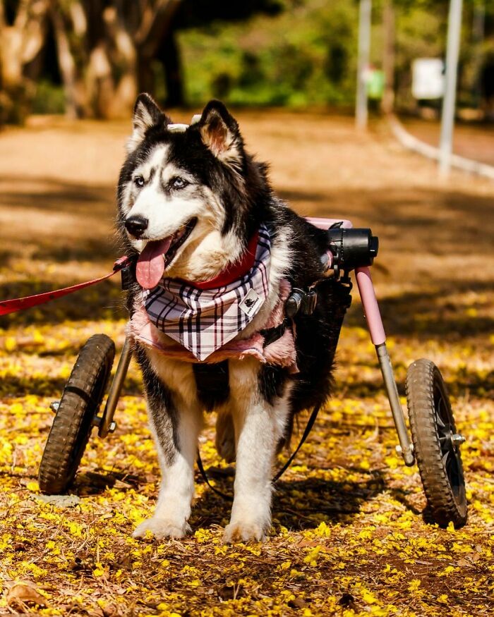 Owners Exploited This Husky Until She Could No Longer Walk And Produce Puppies - This Woman Gave Her A Second Chance In Life Owners Exploited This Husky Until She Could No Longer Walk And Produce Puppies - This Woman Gave Her A Second Chance In Life