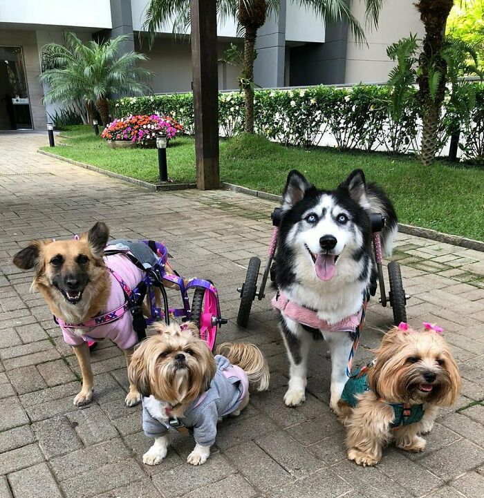 Owners Exploited This Husky Until She Could No Longer Walk And Produce Puppies - This Woman Gave Her A Second Chance In Life