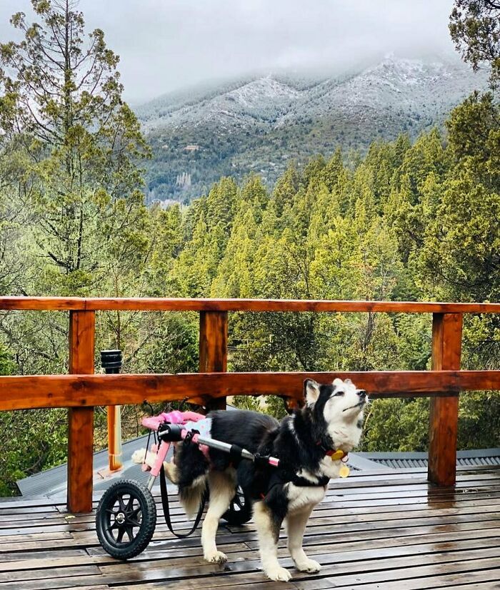 Owners Exploited This Husky Until She Could No Longer Walk And Produce Puppies - This Woman Gave Her A Second Chance In Life Owners Exploited This Husky Until She Could No Longer Walk And Produce Puppies - This Woman Gave Her A Second Chance In Life