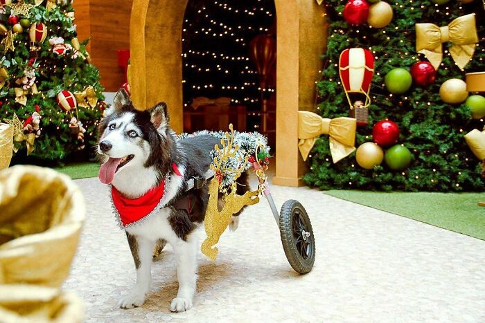 Owners Exploited This Husky Until She Could No Longer Walk And Produce Puppies - This Woman Gave Her A Second Chance In Life