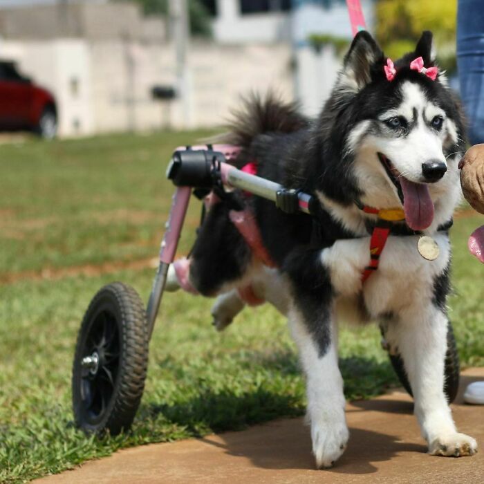 Owners Exploited This Husky Until She Could No Longer Walk And Produce Puppies - This Woman Gave Her A Second Chance In Life