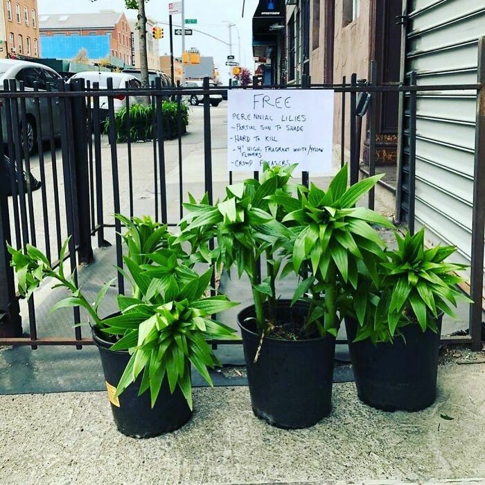 Not Only Are These Real, But As Picture 2 States, They Are Also Hard To Kill...so... 3rd Ave Between 11 And 12, Brooklyn