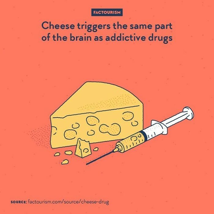 Cheese Triggers The Same Part Of The Brain As Addictive Drugs⁠
⁠
{weekend Repost}⁠
a Study By The University Of Michigan Found That Cheese And Dishes Containing Cheese Ranked High In Their Experiment About Addictive Food. One Of The Major Components Of Cheese Is Casein, Which Produces Casomorphins When Digested. Casomorphins Are Opioids, And Acts On The Brain’s Opioid Receptors, The Same That Get Activated When Consuming Opium Or Morphine For Instance.⁠