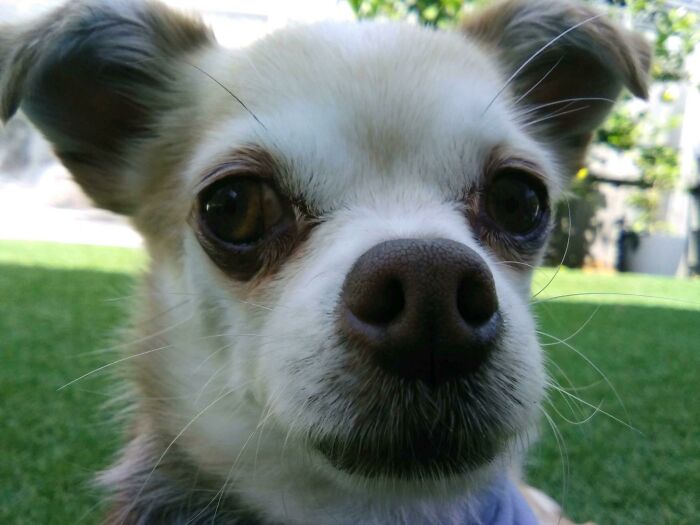 This Isn’t Actually My Dog, It’s My Best Friends Dog But Meh.