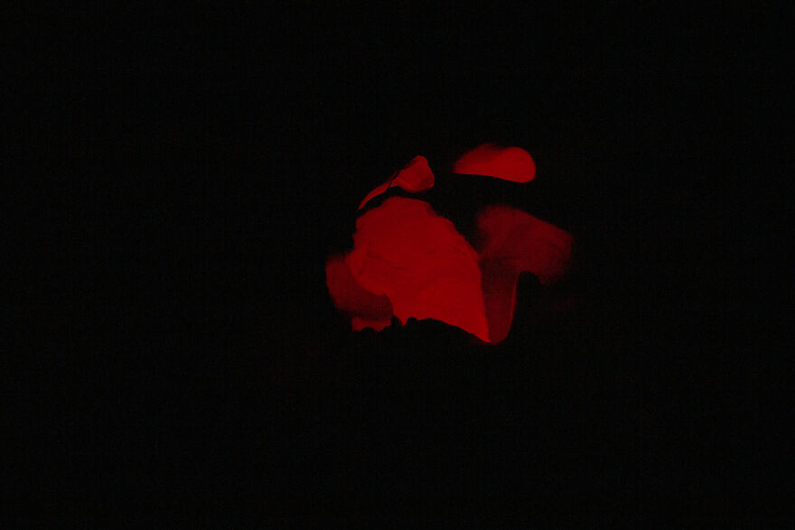 My DIY Cardboard Skull Moodlight