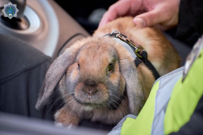This Police Rabbit Joined The Ukrainian Police Force For A Day This Police Rabbit Joined The Ukrainian Police Force For A Day