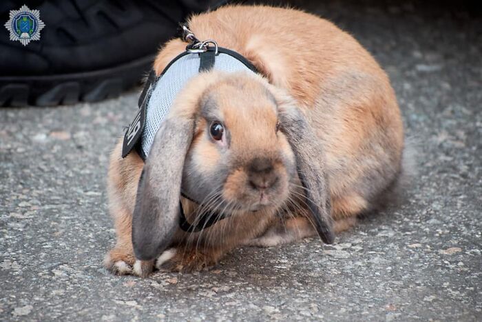 This Police Rabbit Joined The Ukrainian Police Force For A Day This Police Rabbit Joined The Ukrainian Police Force For A Day
