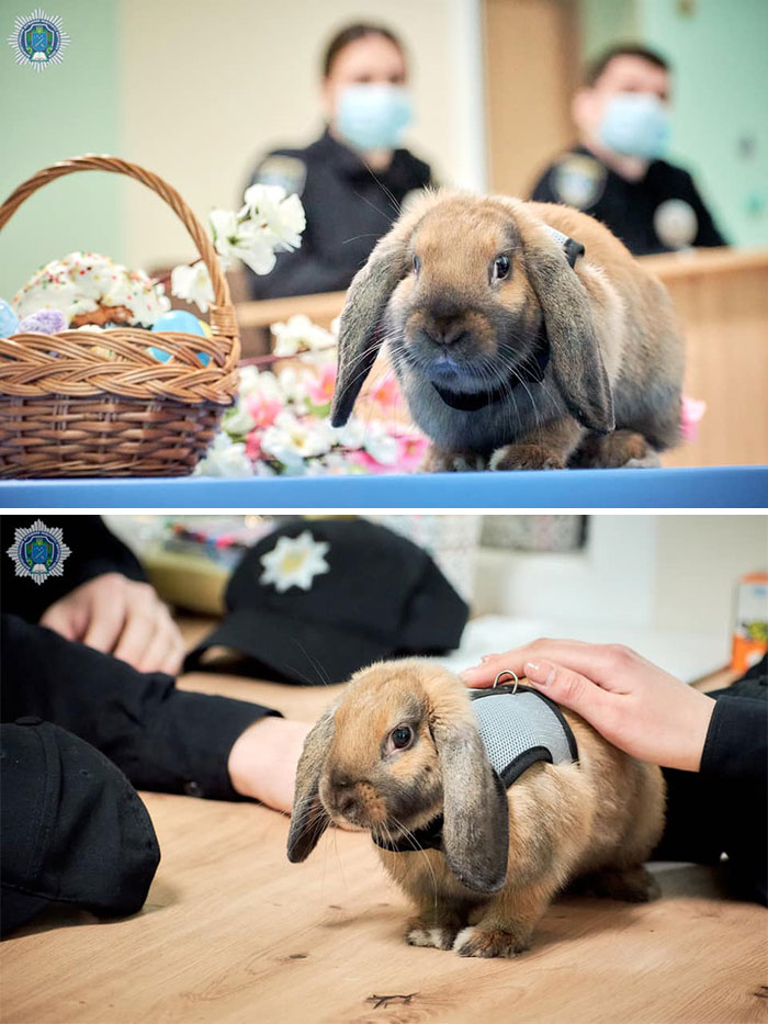 This Police Rabbit Joined The Ukrainian Police Force For A Day This Police Rabbit Joined The Ukrainian Police Force For A Day