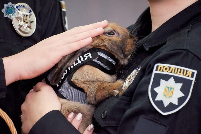 This Police Rabbit Joined The Ukrainian Police Force For A Day This Police Rabbit Joined The Ukrainian Police Force For A Day