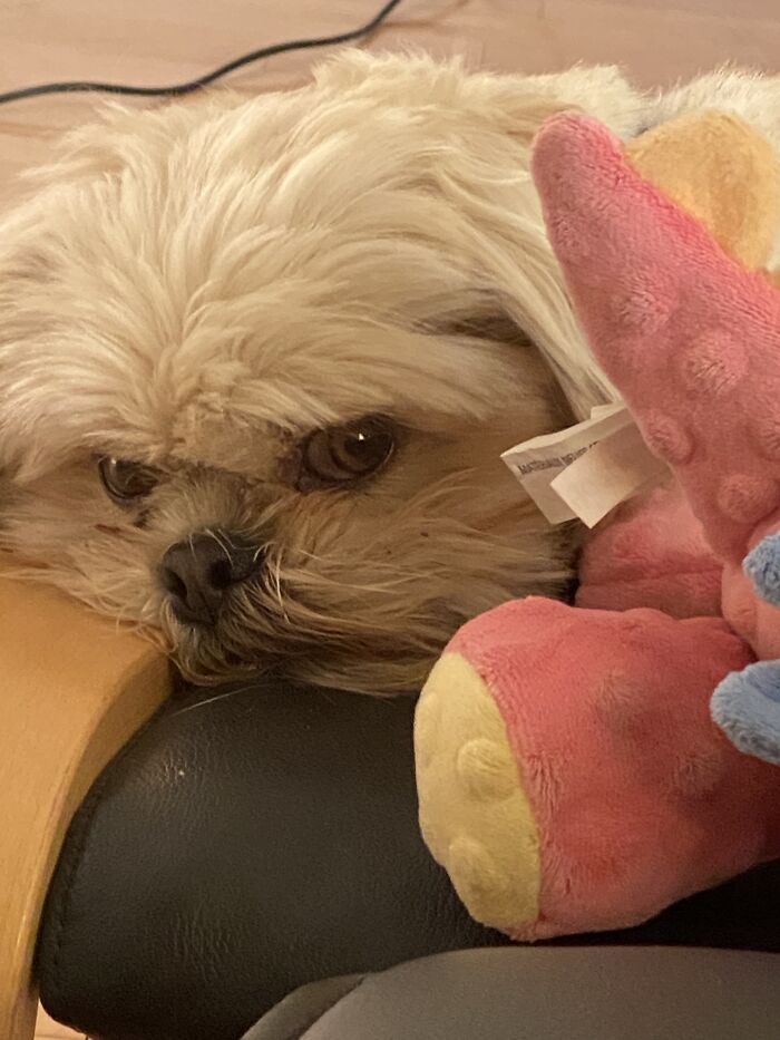 I Dare You To Touch My Dragon