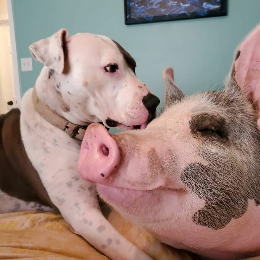 Vet Said Floppy Wouldn't Live Longer Than A Week And Recommended Putting Him Down, Now He Is 1.5 Years Old And A 500 Lb Indoor Pig Vet Said Floppy Wouldn't Live Longer Than A Week And Recommended Putting Him Down, Now He Is 1.5 Years Old And A 500 Lb Indoor Pig