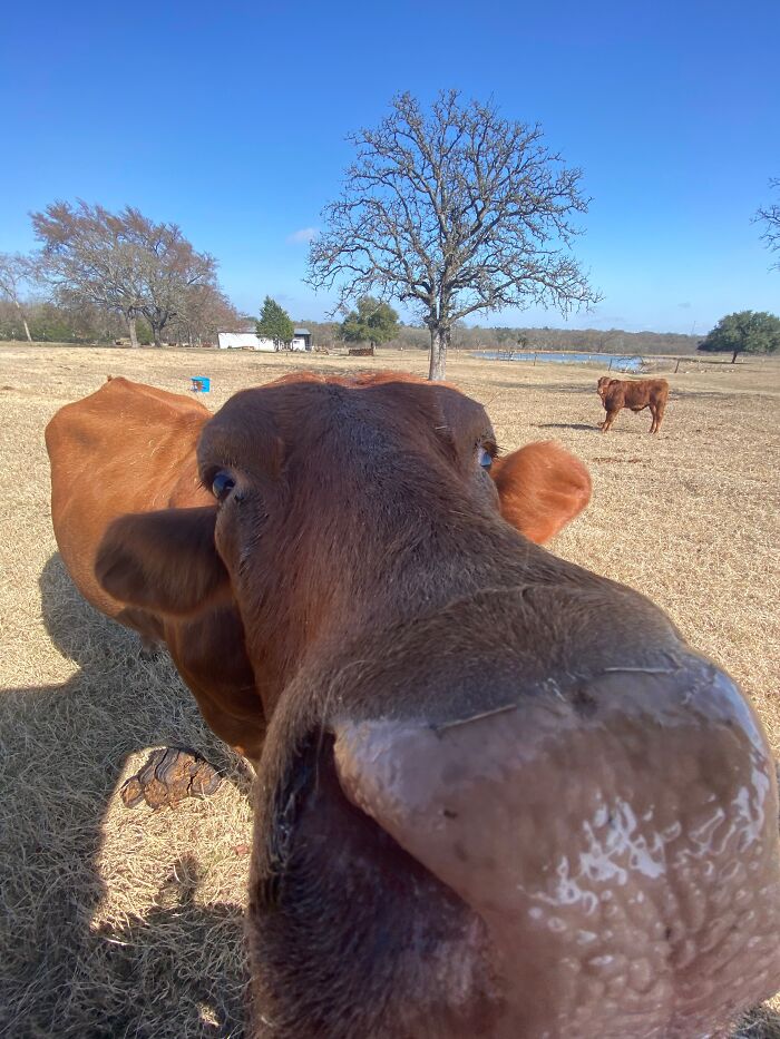 Cherry Thinks With Her Tummy, Give Food Now.