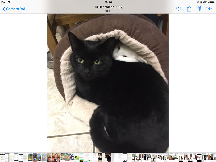 This Bed Is Not Big Enough For The Both Of Us.