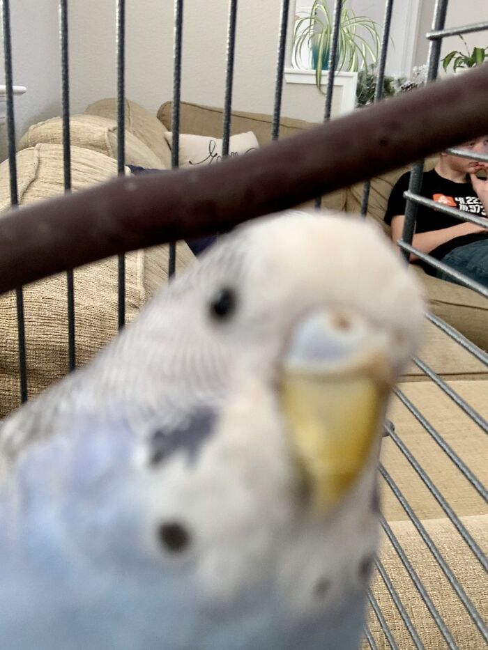 My Borb Sterling
