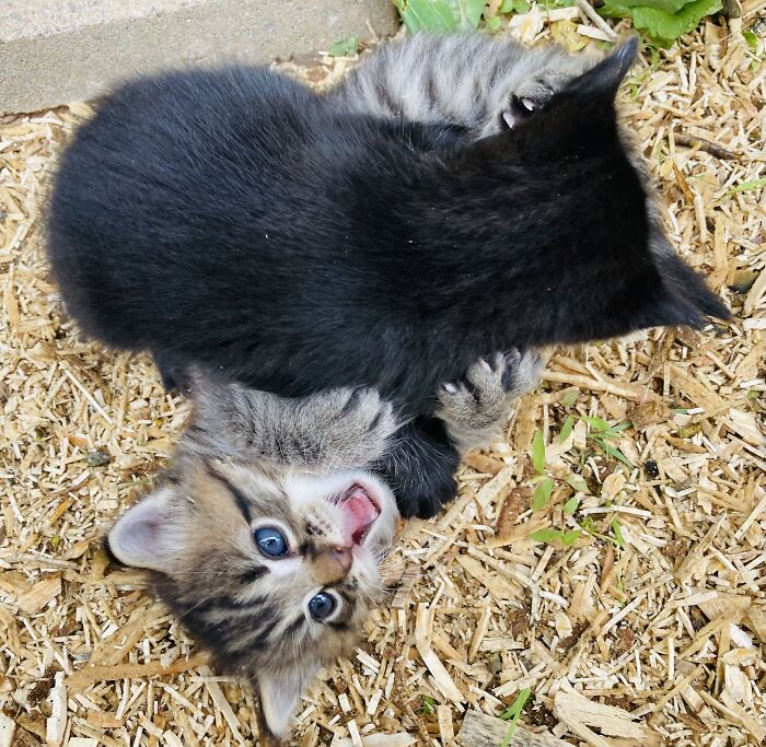 Help! T’challa Attacc Twig!