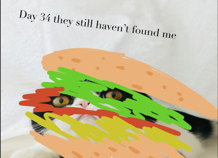 Burger 🍔 Cat 🐱