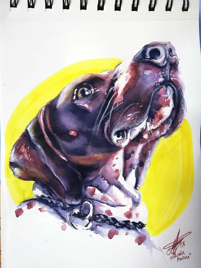 Volován, Not My Dog But I Babysit Him Often