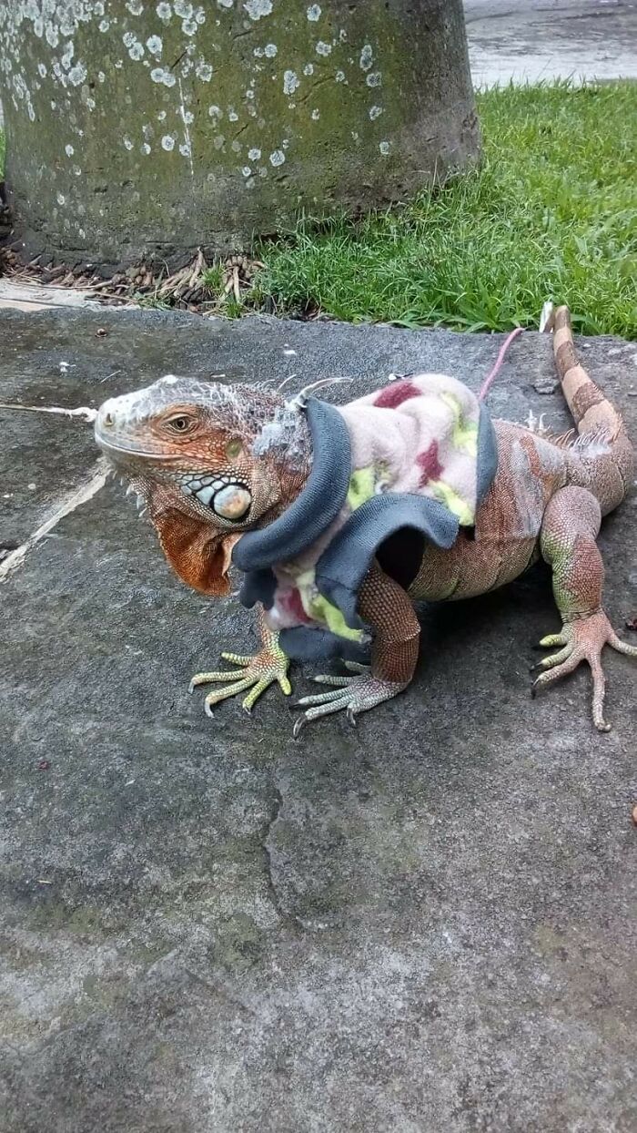 Sade, My Green Iguana On A Cold Day