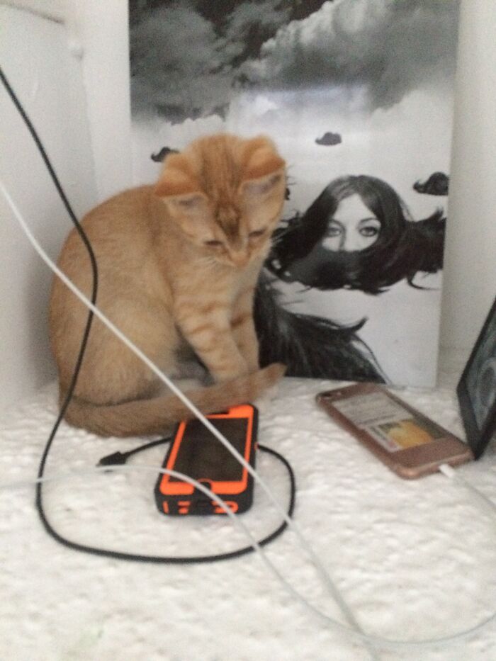 My Fav Foto Ever, My Cat Looking At My Phone