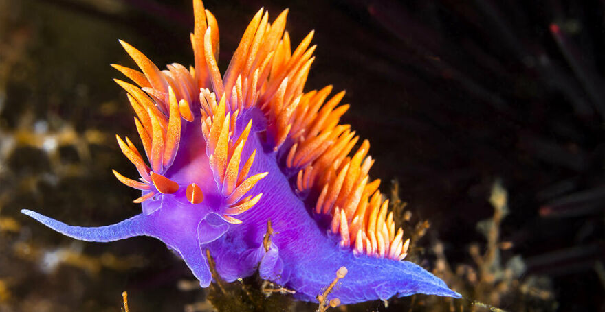 I Scoured The Internet(And My Gallery), So You Can Witness The Beauty Of Nudibranchs!