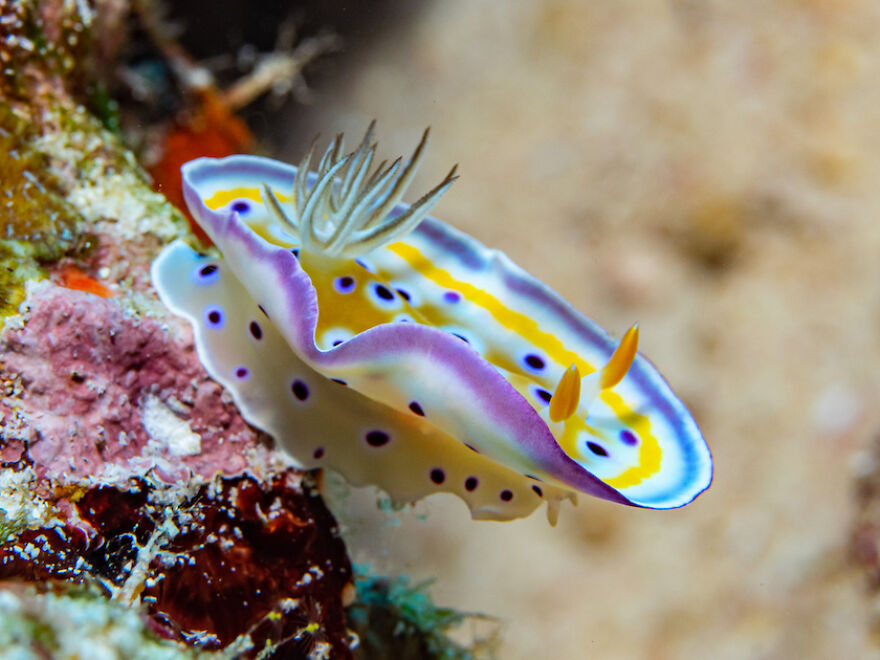 I Scoured The Internet(And My Gallery), So You Can Witness The Beauty Of Nudibranchs!