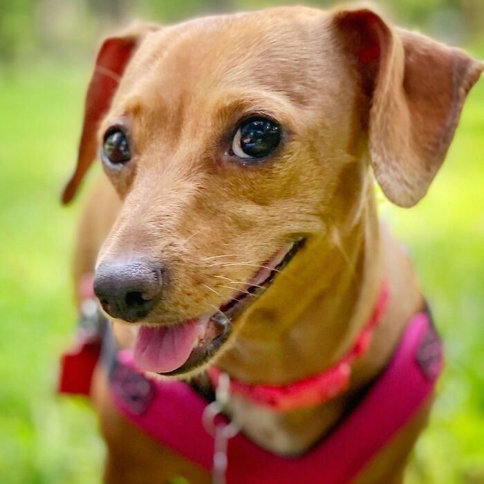 My Human Sister Taught Me How To Take The Best Selfies! Frida