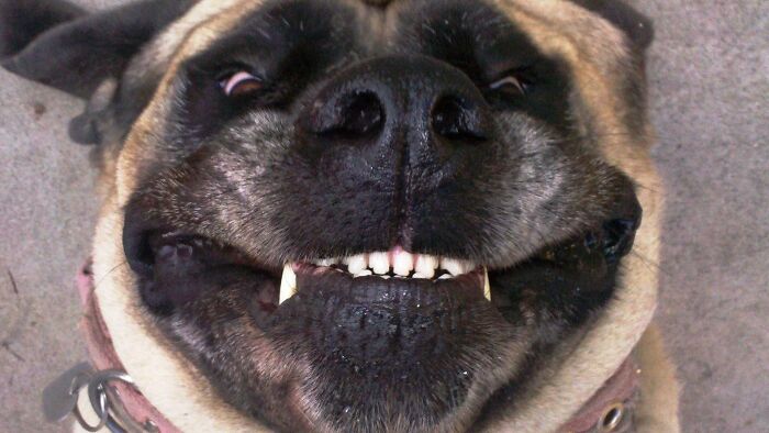 My Dog Is Very Happy Xd