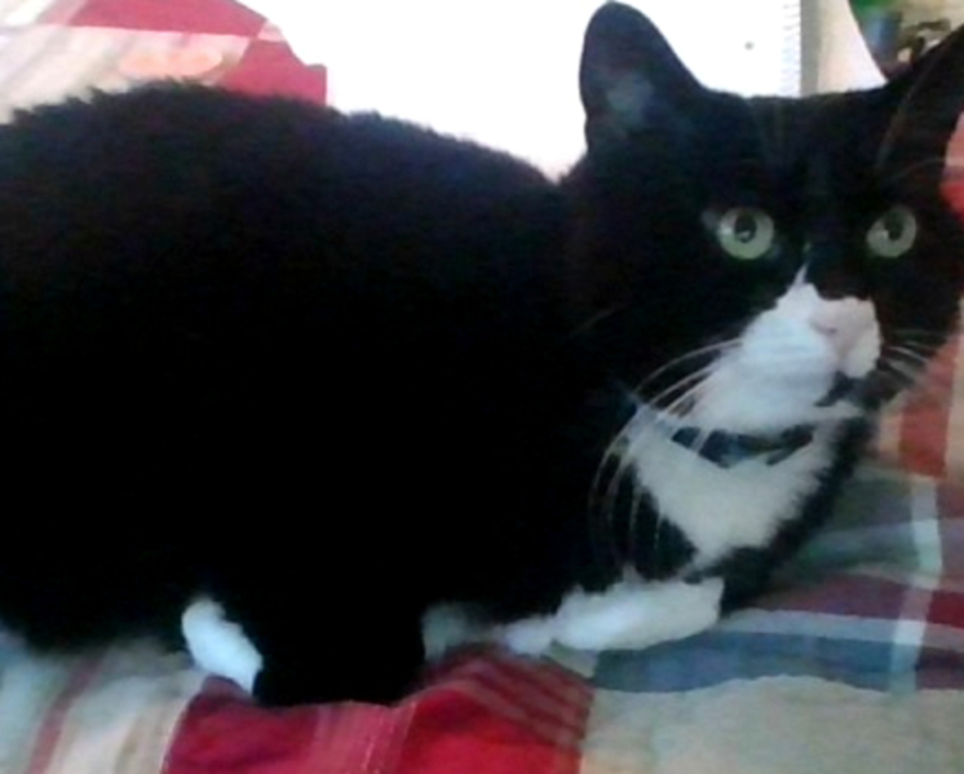 This Adorable Kitty Is My Therapist