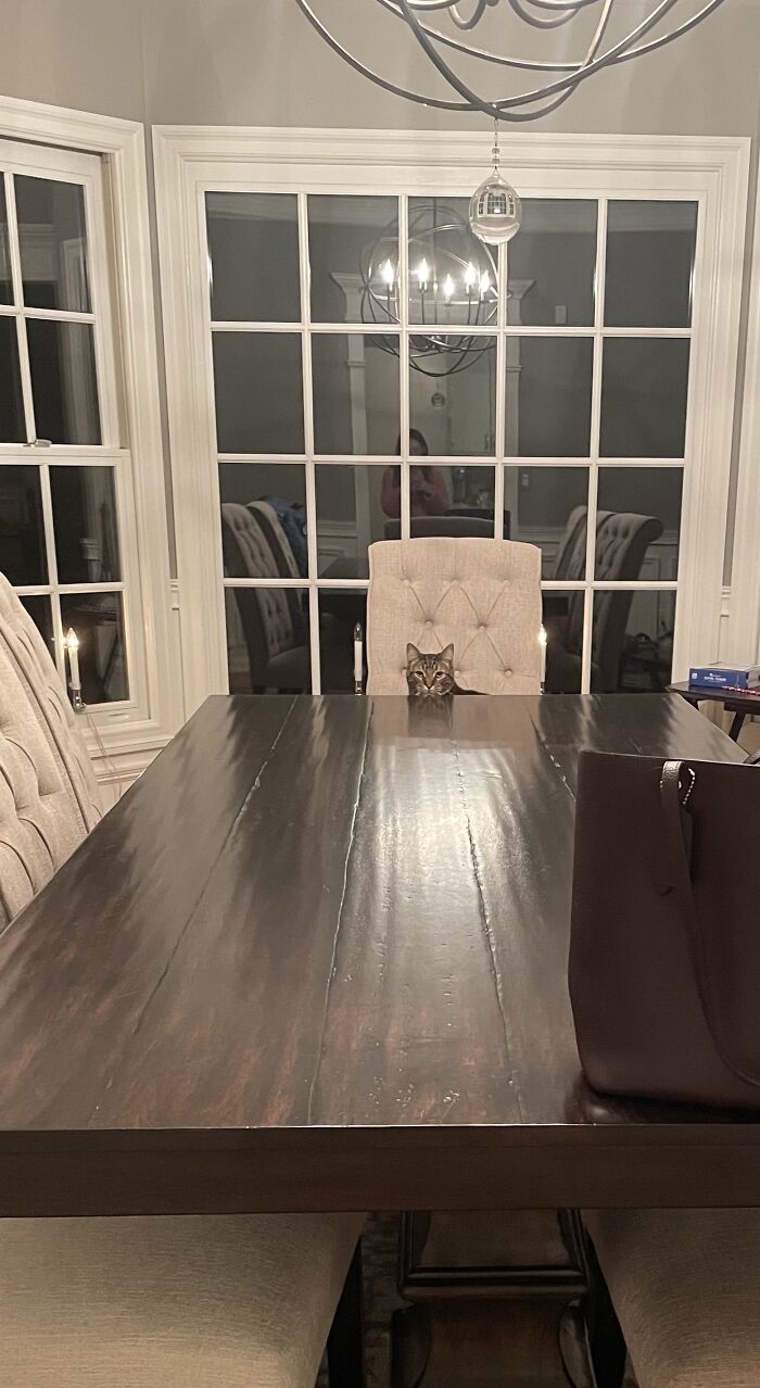 My Cat, Waiting For Some Feast