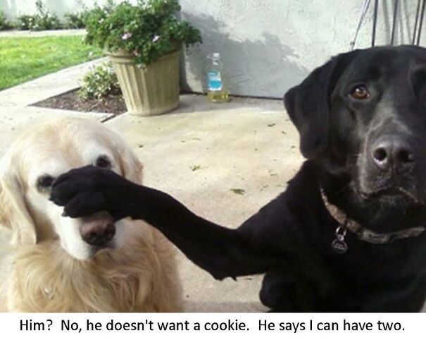 He-doesnt-want-cookie-I-can-have-two-Funny-dog-photo-with-captions-60a021979cbc0.jpg