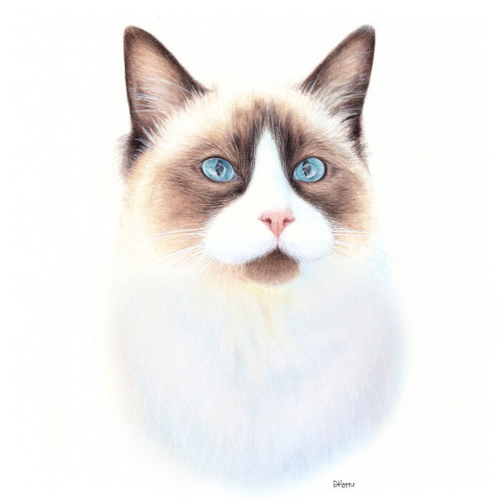 I Paint Watercolour Pet Portraits