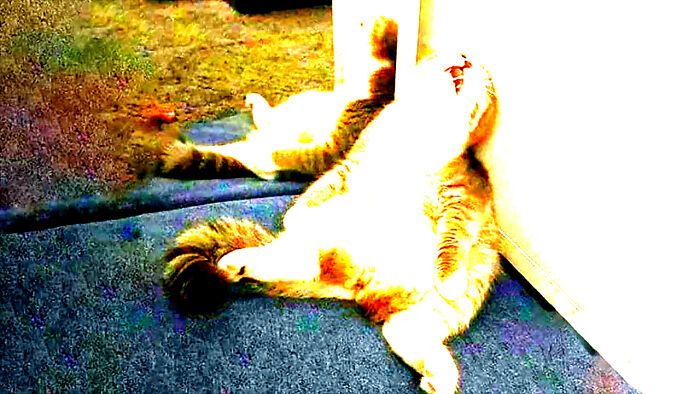 Cat Ready To Explode: Evacuate Building