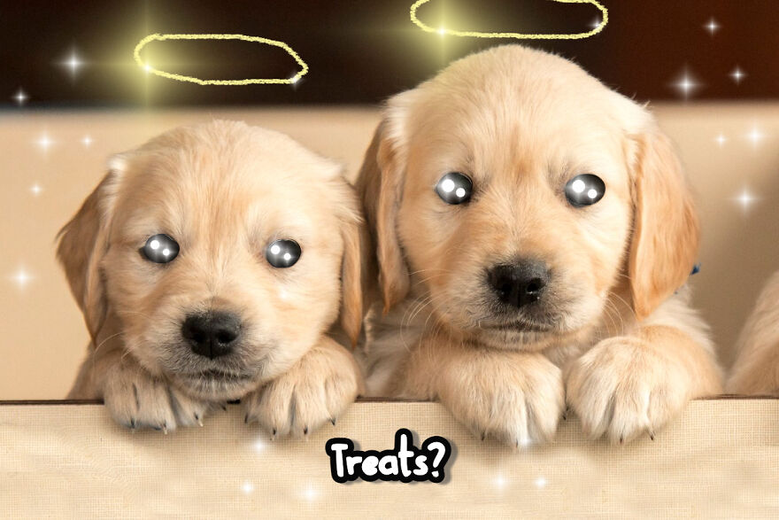 Who Could Say No To That Face?