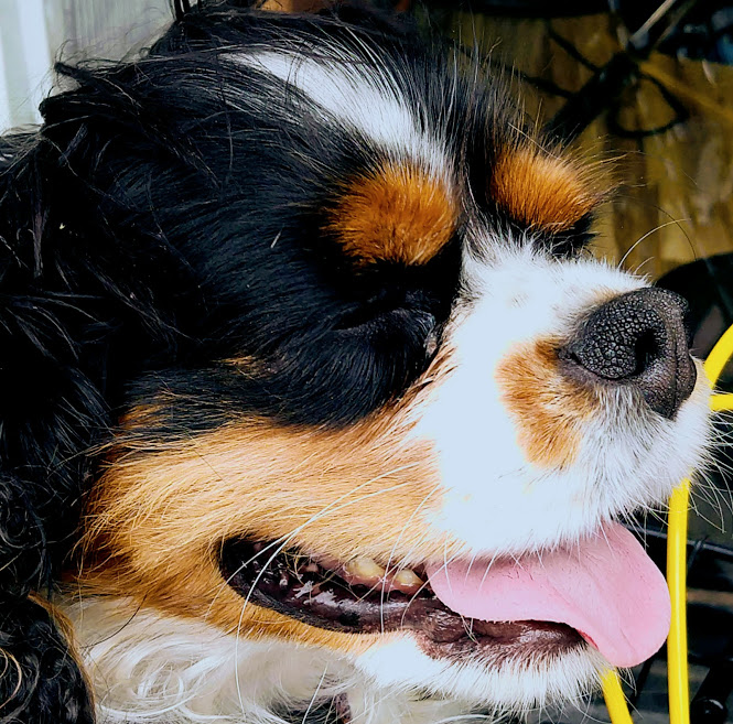 Hey Pandas! Post The Funniest Picture Of Your Pet.