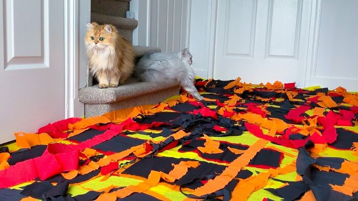 Thats My Cat Chilli And My Friends Cat Roko!!! Floor Is Lava!!