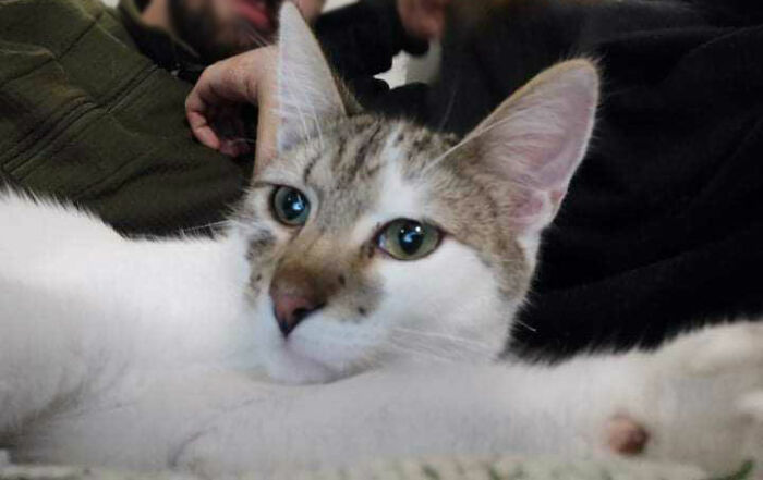 My Cat's First Selfie