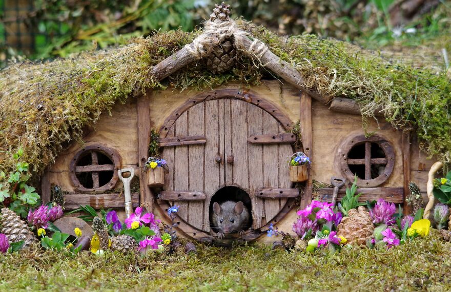I Built A Fantasy-Inspired Home For The Wild Mice That Live In My Garden