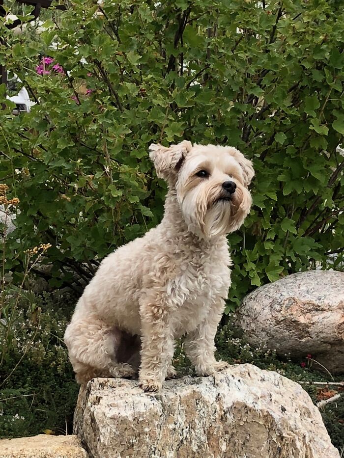 Our Dapper Boy Teddy!